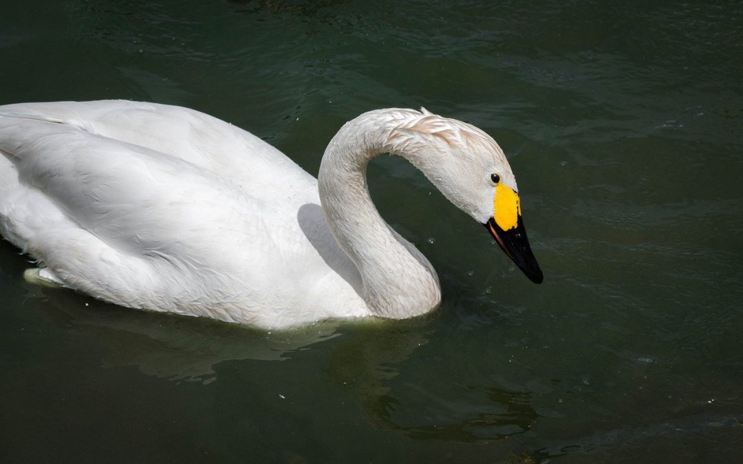 TUNDRA SWAN BEAUTY FOR THEY AND SPORT FOR THEM