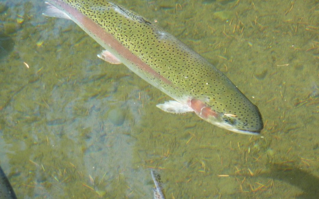 Trout Fishing for Pleasure